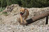 AMSTAFF ADULT 038